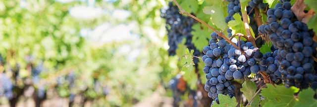 短信网页在线轰炸